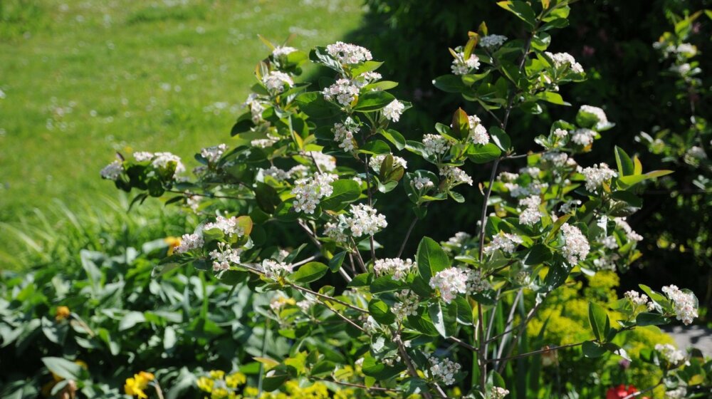 Aronija nije "čudotvorno voće": Manipulisanje činjenicama o ovoj vrsti voća 1