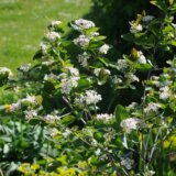 Aronija nije "čudotvorno voće": Manipulisanje činjenicama o ovoj vrsti voća 2