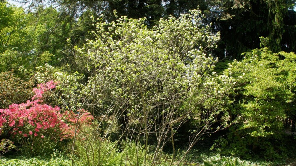 Istina o bobičastom voću aroniji koje nema "čudotvorna" svojstva protiv ćelija raka 1