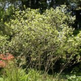 Istina o bobičastom voću aroniji koje nema "čudotvorna" svojstva protiv ćelija raka 5