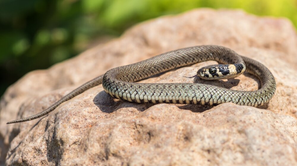 Šta prvo treba da uradite kada vas ugrize zmija? 1