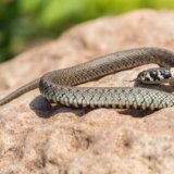 Šta prvo treba da uradite kada vas ugrize zmija? 6