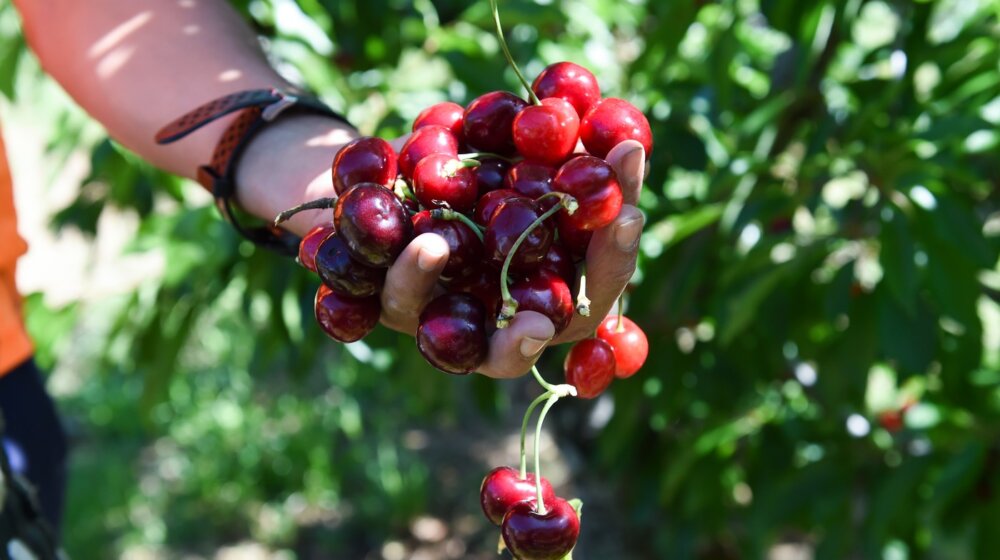 Šta se događa sa telom ako pojedete preko 20 trešanja dnevno 1