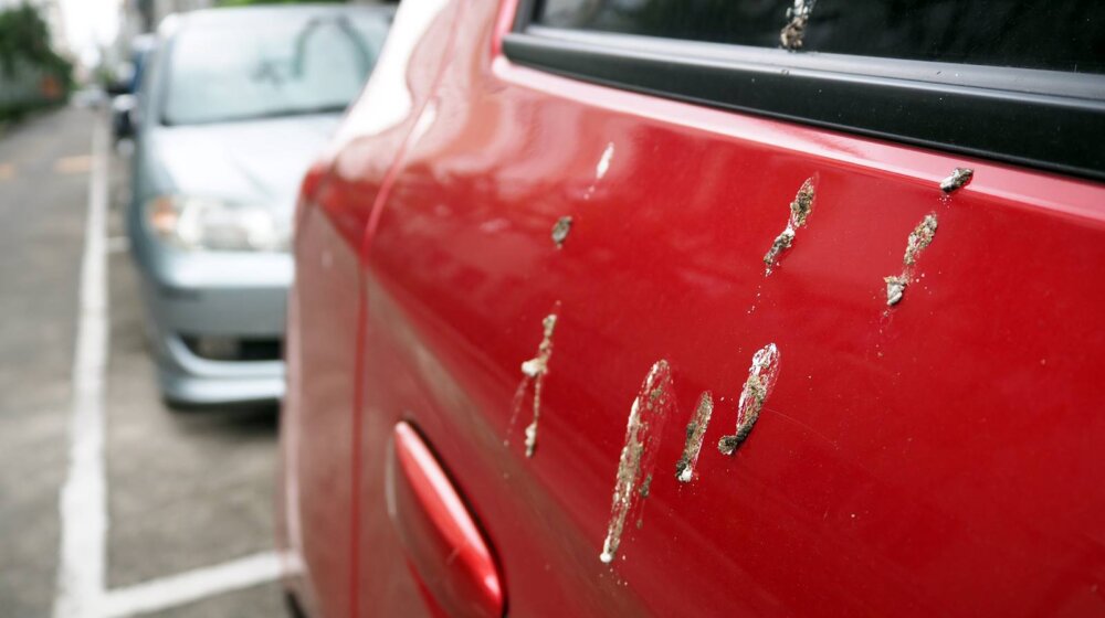 Ptice su vam isprljale automobil? Ne oklevajte, već odmah uklonite prljavštinu 1