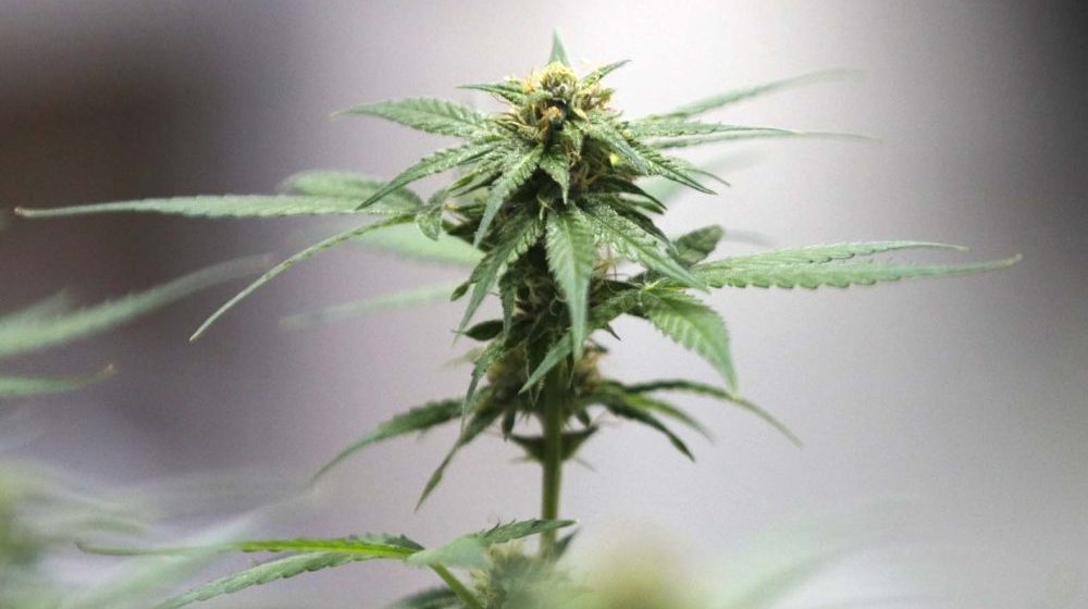 Cannabis