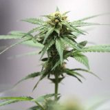 Cannabis