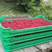 Šta pokazuju prvi nalazi monitoringa zasada maline u Srbiji? 9
