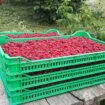 Proizvođači malina se žale na niske otkupne cene, šta kažu otkupljivači? 5