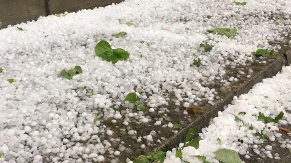 Vremenske nepogode: Koliko je efikasna protivgradna zaštita u Srbiji 2 Biljke pod gradom