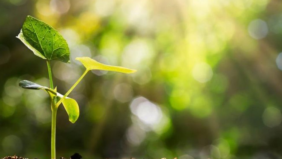 Kozmetika: Kako su se menjala saznanja, od ručno pravljenih krema do TikToka 3 Biljka