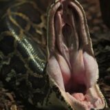 Životinje: Piton progutao 50-godišnju ženu u Indoneziji 5