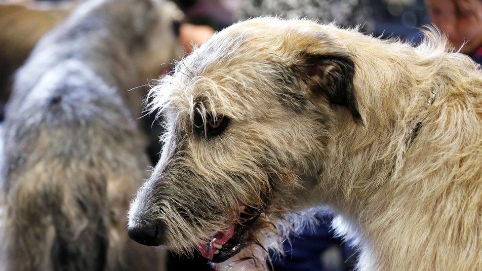 Srbija: Ko i kako kontroliše prihvatilišta za napuštene pse 3 psi