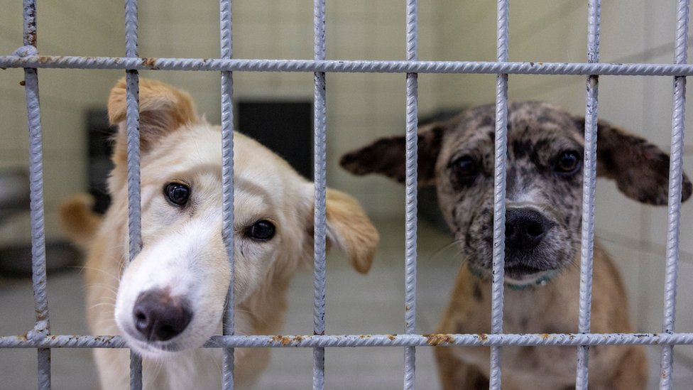 Srbija: Ko i kako kontroliše prihvatilišta za napuštene pse 1 psi