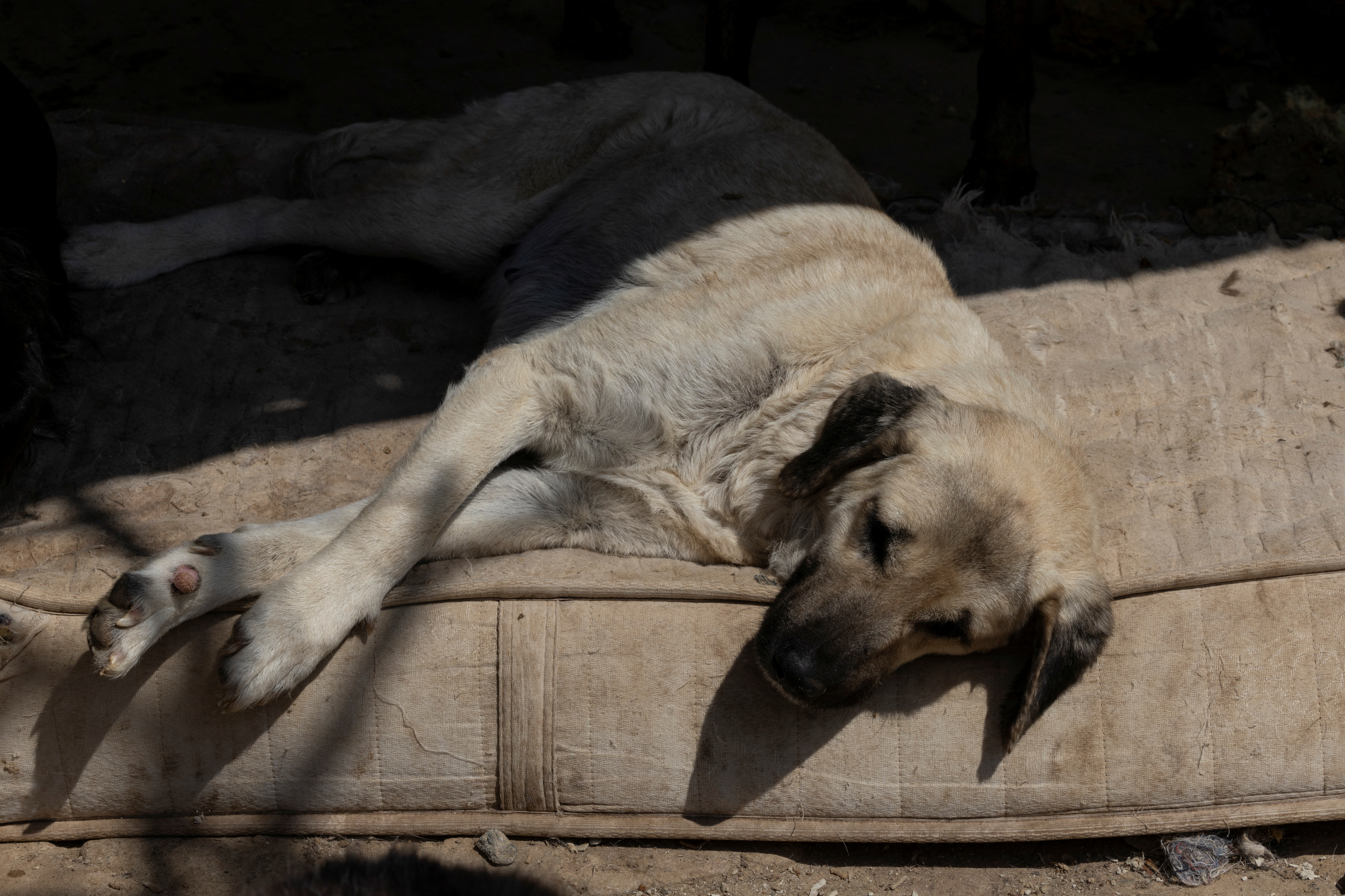 Srbija: Ko i kako kontroliše prihvatilišta za napuštene pse 2 pas