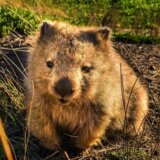 Od vinošaptača do lovca na duhove: Neobični poslovi u Tasmaniji kao turistički mamac 10