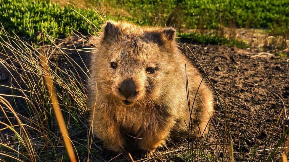 Od vinošaptača do lovca na duhove: Neobični poslovi u Tasmaniji kao turistički mamac 1 vombat