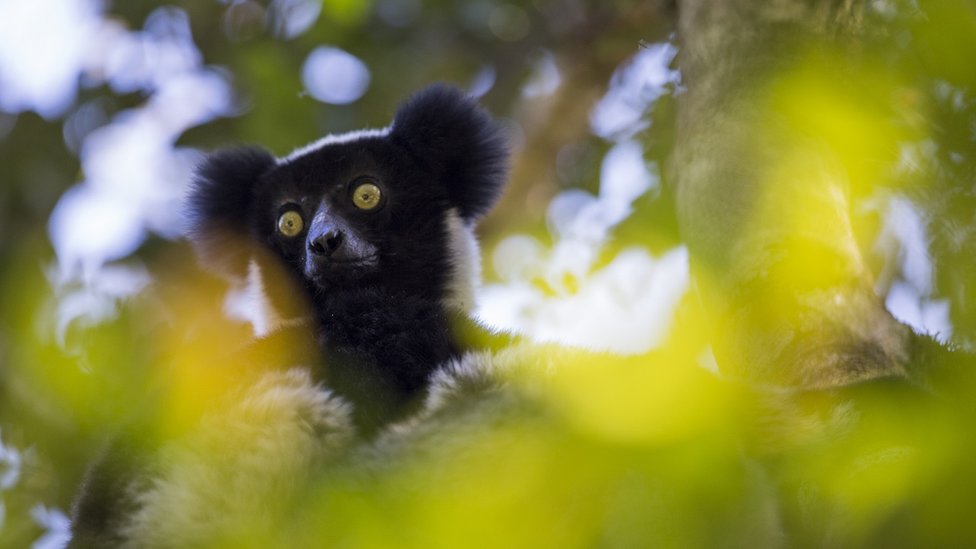 Životinje: „Raspevani lemuri ukazuju na poreklo muzike“ 1 Lemur u prašumamam istočnog Madagaskara