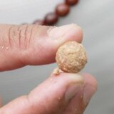 Bodičite: Zašto su naoružani vandali nasrnuli na drvo vredno milione u Nepalu 6