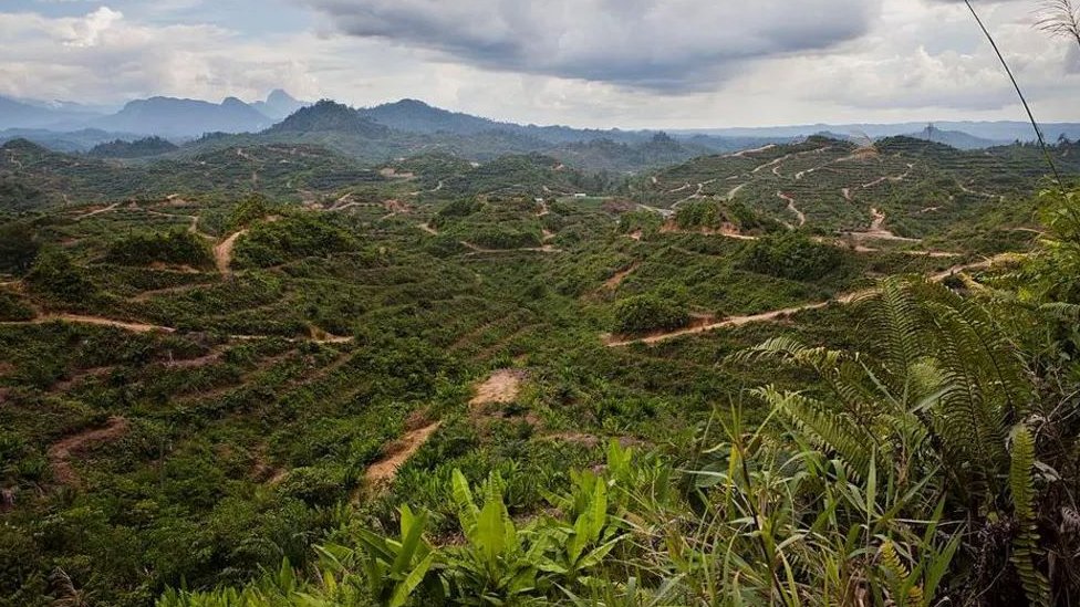 Divlje životinje: Najmanjem slonu na svetu preti izumiranje 2 uništene šume