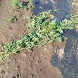 Grad i nevreme naneli veliku štetu usevima, najviše stradali uljana repica i pšenica 8