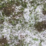 Marinković (SSP): Čime se bavi ministar Martinović dok grad uništava sela Topole? 11