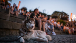 Počeo festival Krokodil: Gosti prve večeri bili Marko Tomaš, Matijas Enar, Nađa Petrović i Faruk Šehić 19