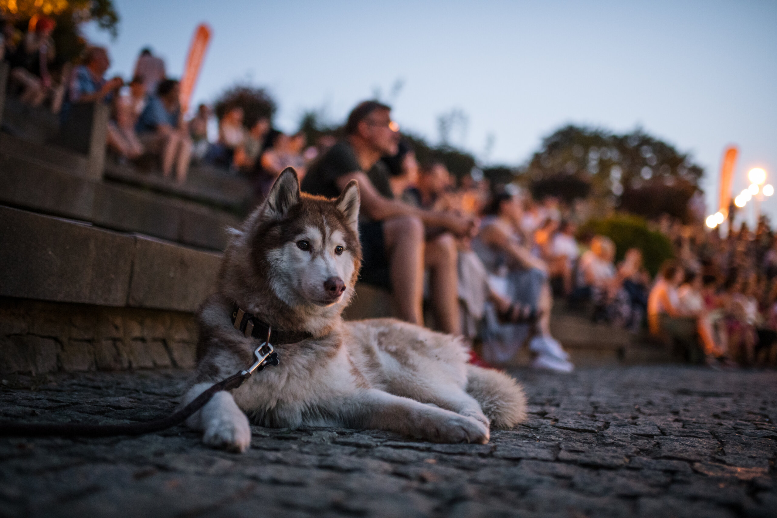 Počeo festival Krokodil: Gosti prve večeri bili Marko Tomaš, Matijas Enar, Nađa Petrović i Faruk Šehić 4