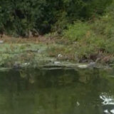 Čukarički rukavac umesto magneta za nautičare i dalje bara puna đubreta 2