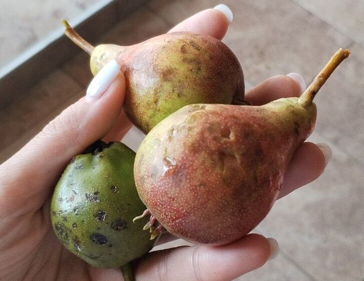 Kragujevačka opozcija traži hitnu sednicu Skupštine zbog posledica prošlonedeljnog grada 1