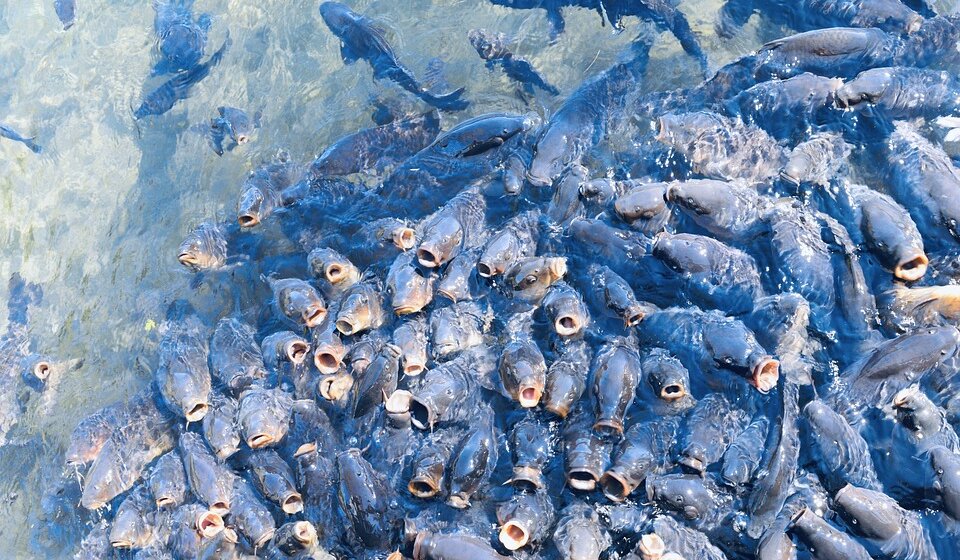 Koje zemlje prednjače po proizvodnji hrane iz vode? 1