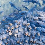 Koje zemlje prednjače po proizvodnji hrane iz vode? 8