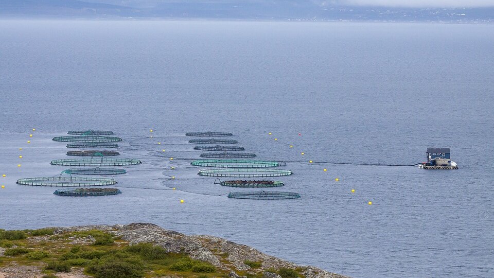 Koje zemlje prednjače po proizvodnji hrane iz vode? 2