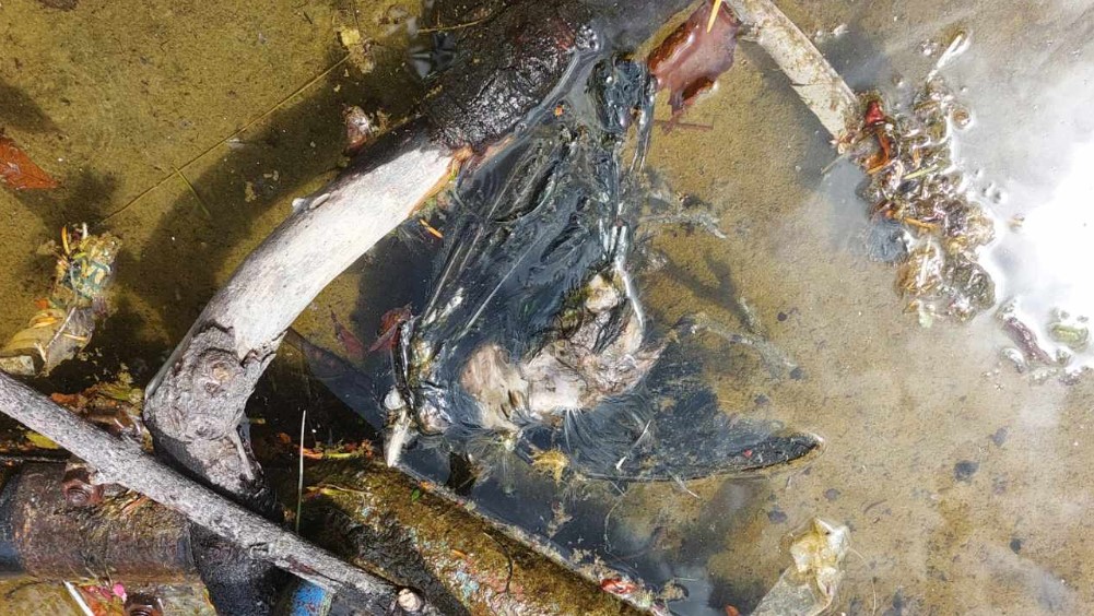 Mrtvi golubovi u fontani u Zaječaru: Čišćenje počelo nakon poziva redakcije Danasa inspekciji 2