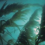 Kako alge mogu da stvaraju struju? 4