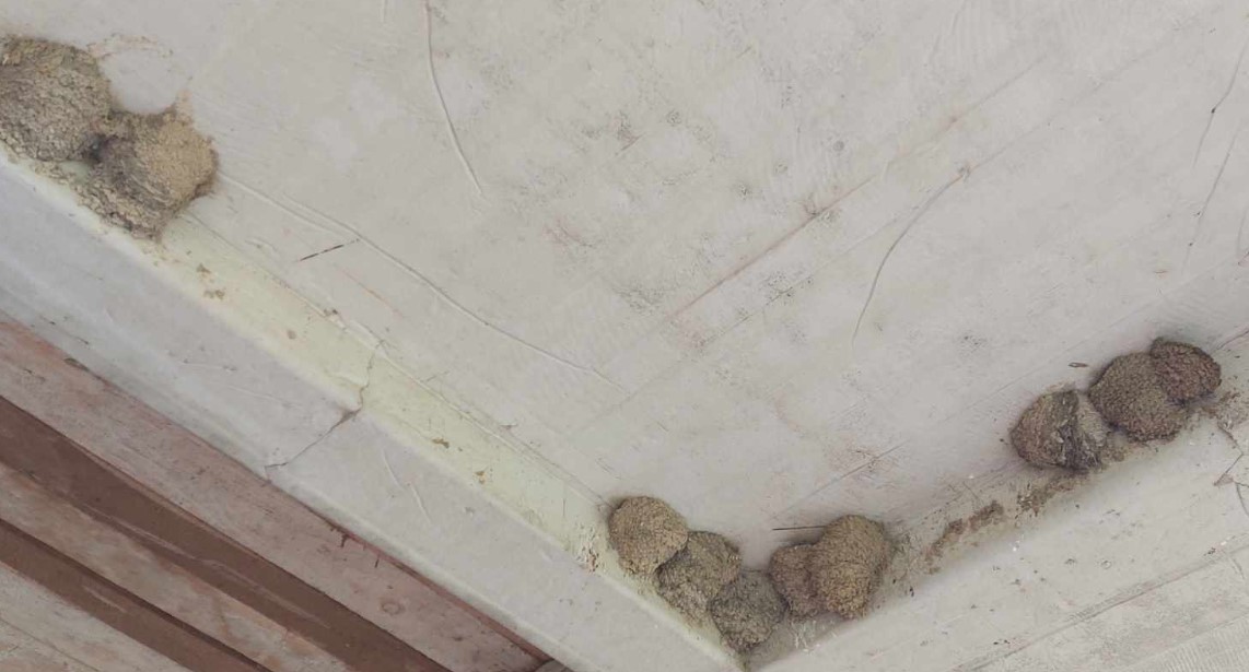 "Sa prvim suncem u proleće evo i njih": Laste napravile 69 gnezda u domu porodice Ćirić iz Štubika kod Negotina 3