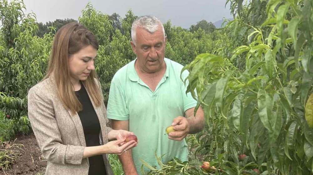 Nakon elementarnih nepogoda šteta na zasadima u Topoli, mahom na voćnjacima breskve, kajsije i jabuke 1