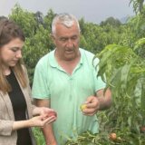 Nakon elementarnih nepogoda šteta na zasadima u Topoli, mahom na voćnjacima breskve, kajsije i jabuke 7