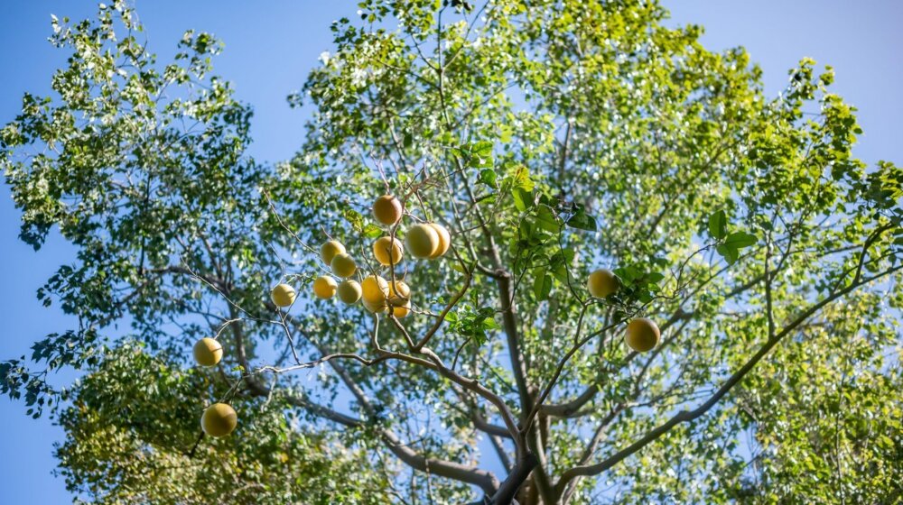 Ovo voće značajno smanjuje holesterol i trigliceride 1