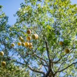 Ovo voće značajno smanjuje holesterol i trigliceride 1
