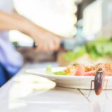 bubašvabe u kuhinji