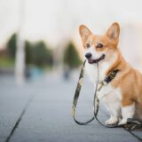 Veterinarka otkrila kako treba brinuti o kućnim ljubimcima kada su velike vrućine 10