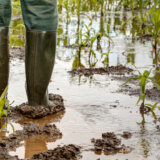 U Srbiji se osigurava do 15 odsto poljoprivrednih površina: Zašto poljoprivrednici osiguranje vide kao dodatni trošak, a ne kao sigurnost? 7
