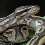 U Indoneziji piton od pet metara progutao jednu ženu 13