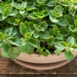 Stari Grci su govorili da je ovo najlekovitija biljka: Štiti od raka, poboljšava varenje i jača imunitet 4