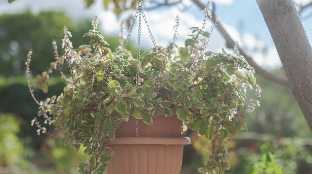 Stavite ovu biljku na terasu i rešićete se komaraca: Još i predivno miriše 1