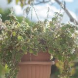 Stavite ovu biljku na terasu i rešićete se komaraca: Još i predivno miriše 2