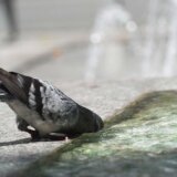 U poslednjih godinu dana, u Srbiji je svaki peti dan bio "ekstremno topao" 3