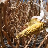 Poljoprivrednici računaju štetu od suše i očekuju pomoć od države 5