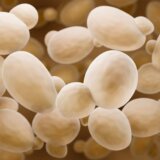 Sindrom auto-vrenja: Misteriozna bolest koja opija bez kapi alkohola 5