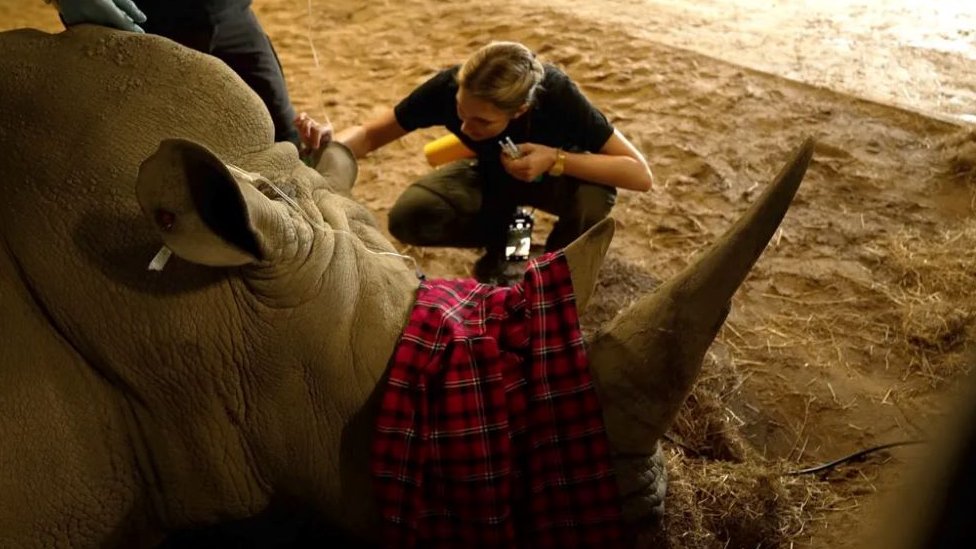 Životinje: Vantelesna oplodnja nosoroga - hoće li biti sačuvana retka vrsta 2 nosorog